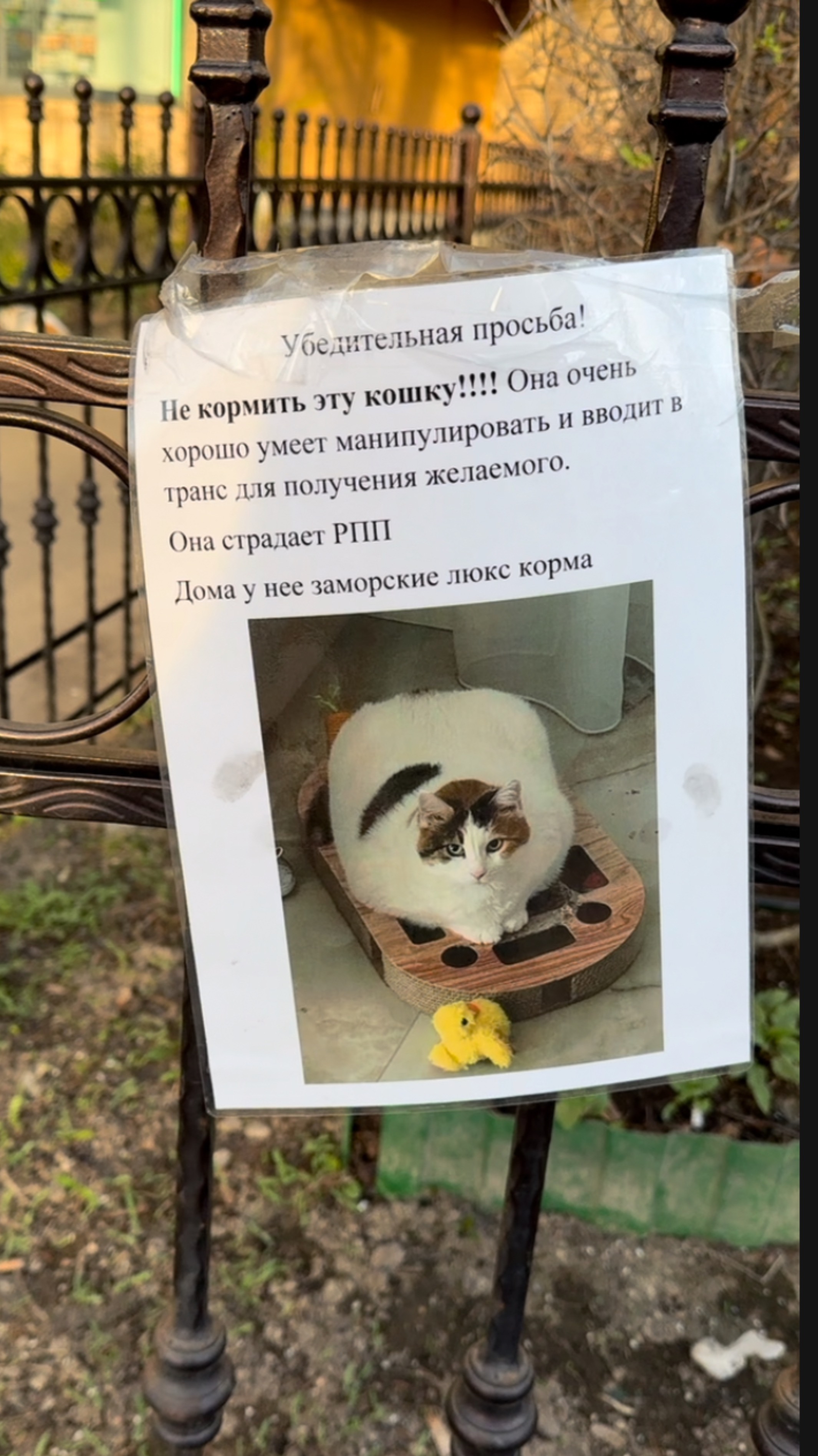 А вы бы покормили кошку с РПП?😅