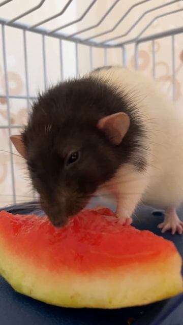 Емеля лопает арбуз #rat #animal #крысы