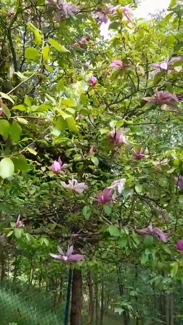 какое твоё любимое растение, моё сакура🌸🌺