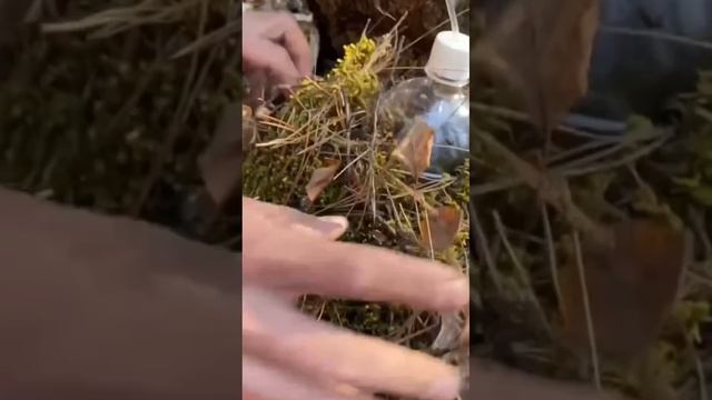 Сбор березового сока.