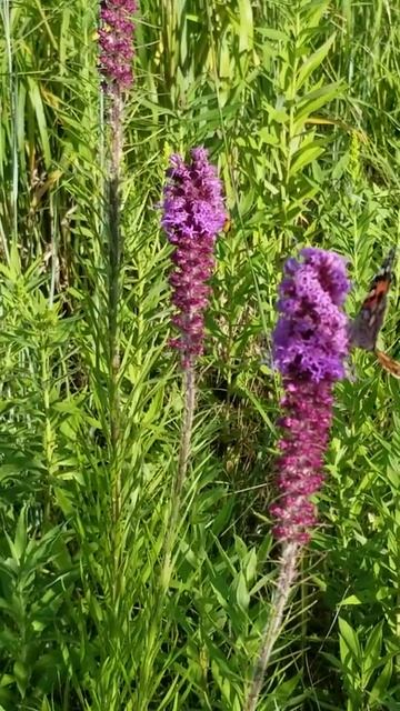 Lady Skipper Butterfly on Prairie Blazingstar, Liatris pycnostachya