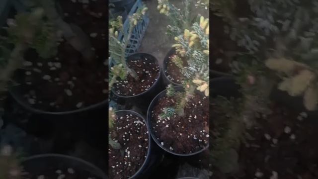 пихта корейская Сильверлок