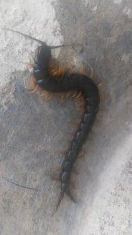 Сколопендры