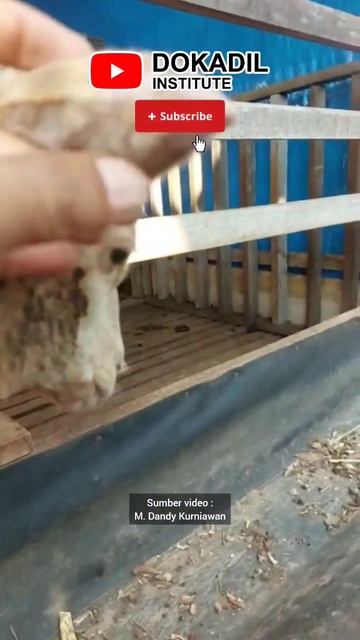 ASTAGA‼️ Telinga dombanya kenapa itu⁉️ #kambing #domba #ternak #telinga #obat #short #shortvideo