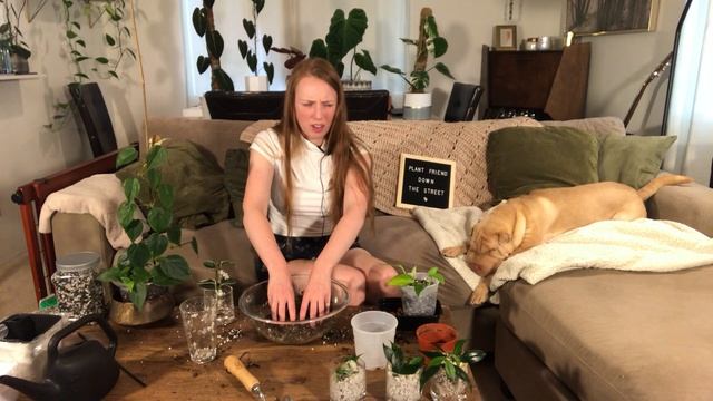 Plant Chores I've Been Avoiding