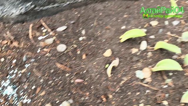 🌿✨ Удобрение газона и кустарников: заботимся о красоте сада! 💦