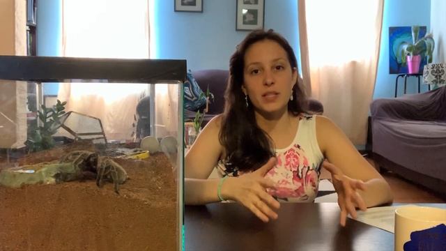 Tarantula Molting Emergency:  What To Do If Your Tarantula Gets Stuck In A Molt!