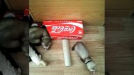 ferret pet animal cute animallover furry furball ferrets carpetshark fuzzy love