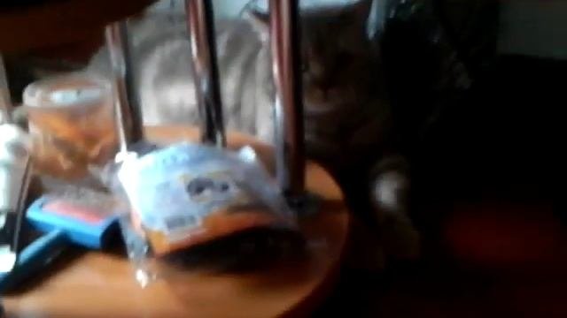 Мой кот, кошка, еще кошка, кролик, и вк хахаха