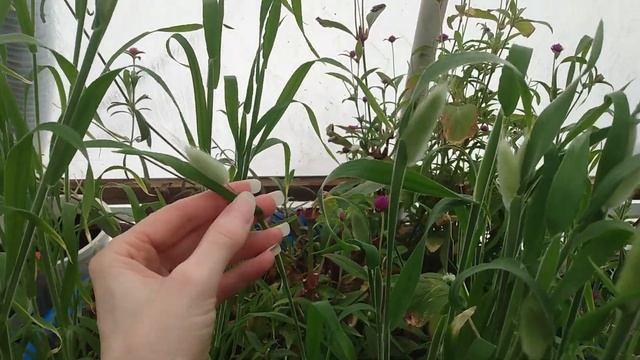 Harvesting Bunny Tails, When To Harvest Bunny Tails