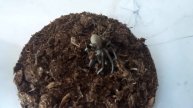 kukulcania hibernalis mating ??