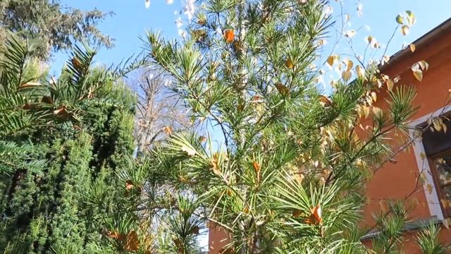 Sciadopitys verticillata pajehličník přeslenatý