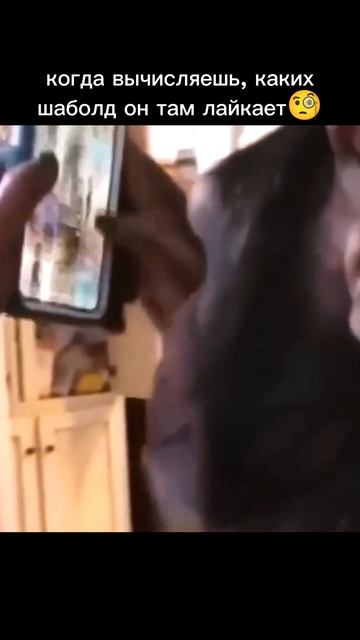 Ну мы, кисы?