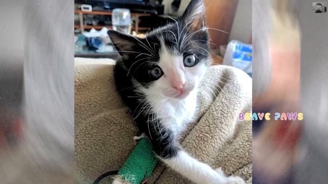 Крошечного котенка выбросили на улицу! Прохожие не обращали на его плач внимание!