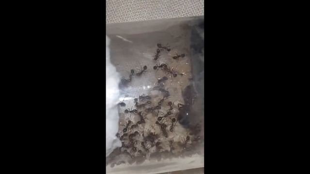 SOLENOPSIS INVICTA COLONIA TA CRESCENDO