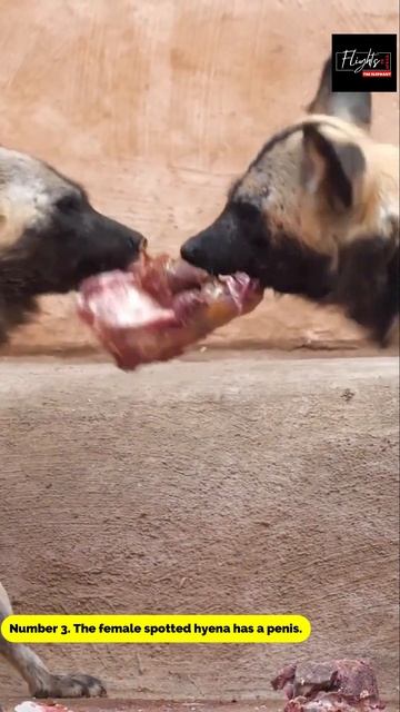 Facts About Hyena