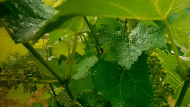 EXTRA:  Watch a vineyard through a season