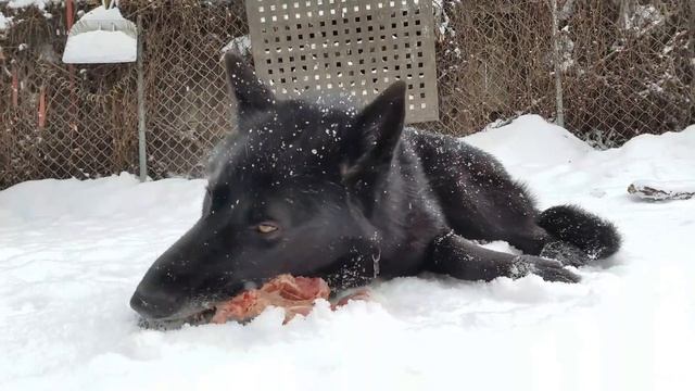 Blue Bay Shepherd & GSD Eat Raw Turkey (K9 Mukbang)