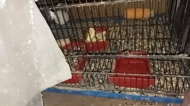 Mere zebra finches ka baby mini zone mein expire ho Gaya 🐦🥺
