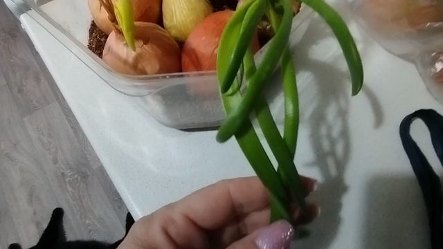 Так лук(на зелень) ещё не садила☝️