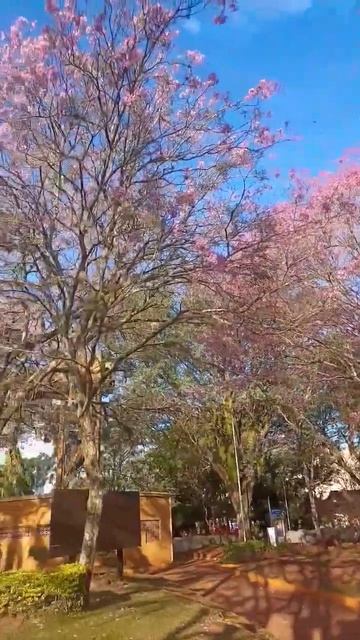 Лапачо цветёт. #paraguay #парагвай #эмиграция #аргентина #латина #пмж #южнаяамерика #америка #top