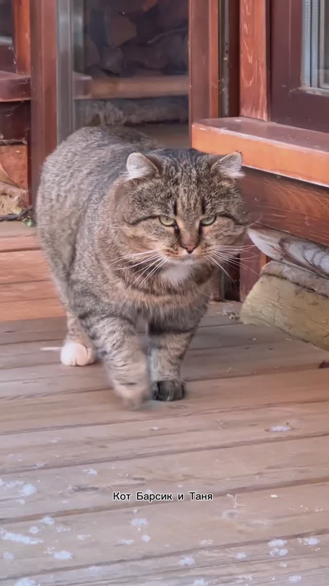 Барсюша