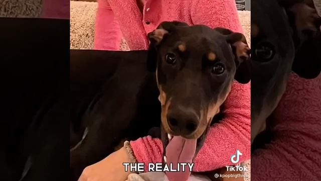 Lisa and Jungkook getting dobermans / expectation & reality 😄