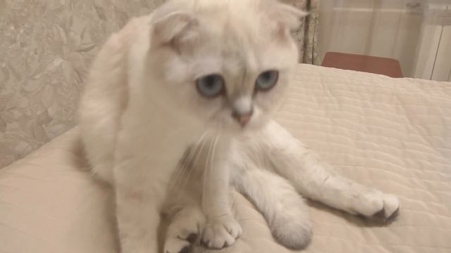 Моя котэ Алиса!