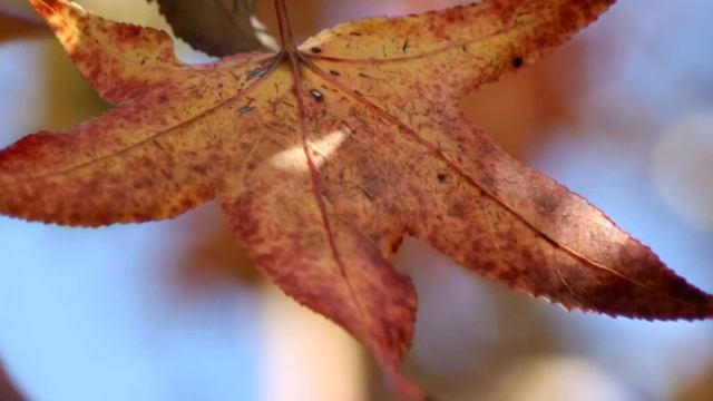 On the Winds of Autumn
