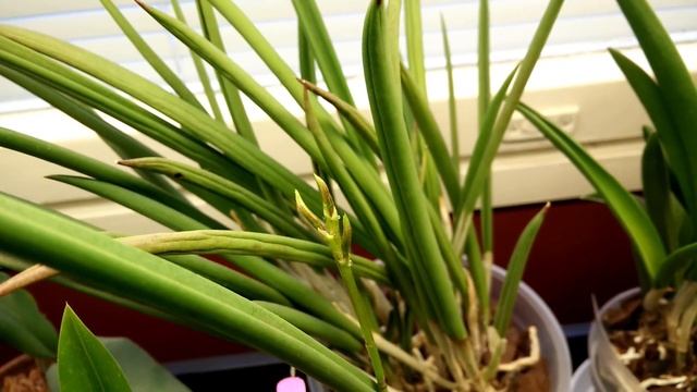 Flower spike or new growth? (and orchids in bloom)