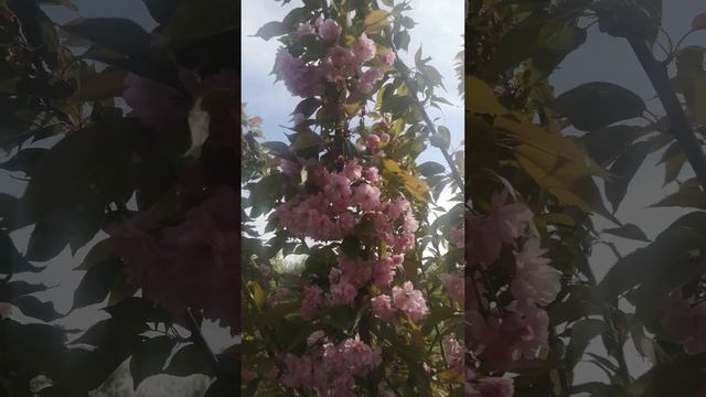 Сакура Канзан