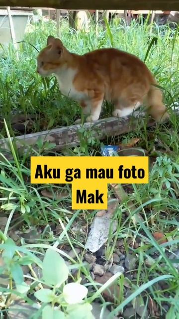 Oyen Kabur Ngga Mau di Foto #kucinglucu #catlover #comedy #hiburan #funny