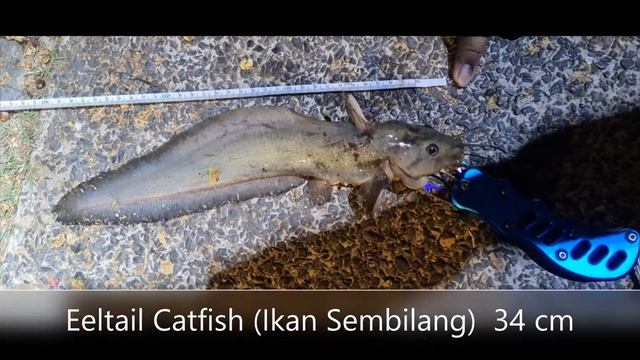 Gemok Fishing ep 2 (Labrador Park Fishing)