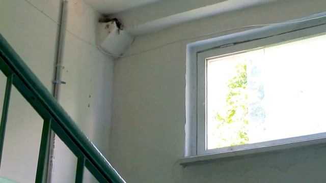 Гнездо горихвостки в жилом доме