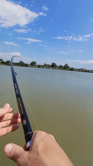 Поймал карпа #flat  #fishing #карп