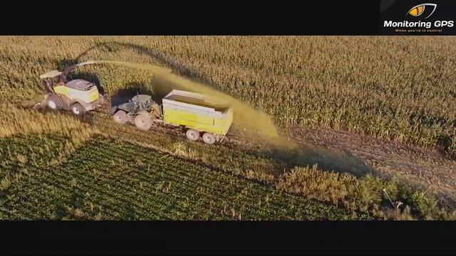 Весёлая уборочная. Потери урожая в поле
