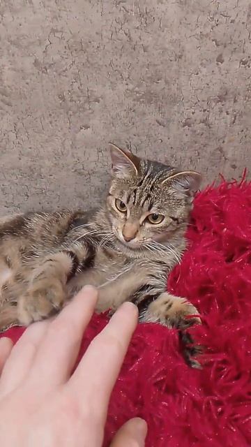 Тоха котяра. 22 апреля 2025 г.