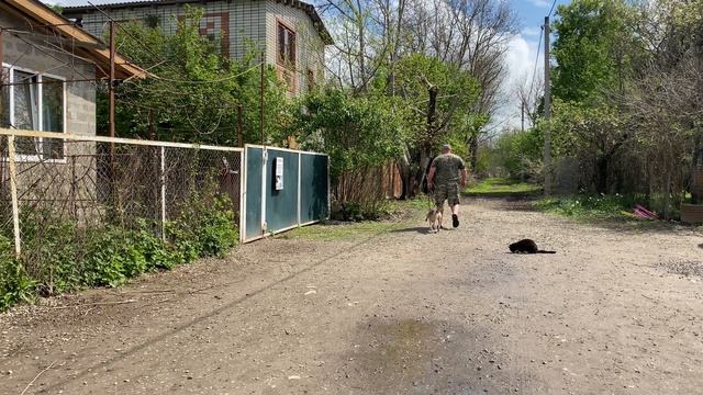 Бигль 8 месяцев Томми! Будни дрессировки!