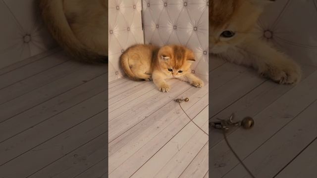 #золотаяшиншиллакотятакупить#британскаязолотаяшиншилла#британскаякошказолотаяшиншилла#cat