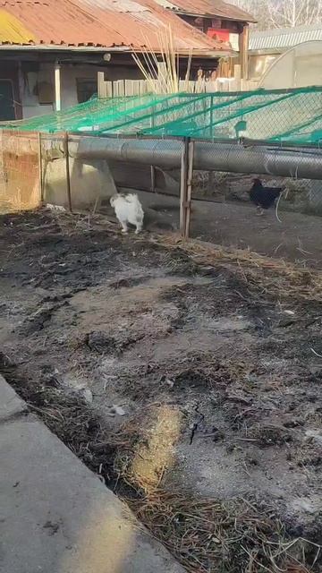 Наконец-то собачка Соня встретилась с курочками