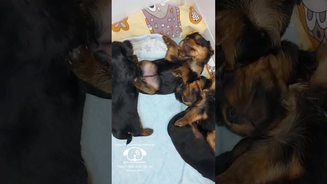 Щенки Йоркширского терьера готовятся к переезду в новые семьи Вотцап 7-968-692-91-94