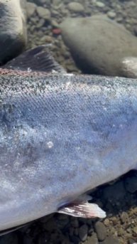 Destined for the smoker 💨 #salmon #fishing #bigfish #fishon #shorts #ytshorts #nz #angler #foryou