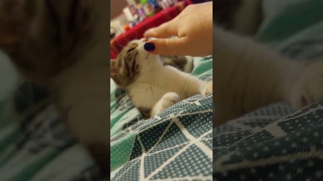 Истории с Изи ( Изабела) хапещата гад ❤