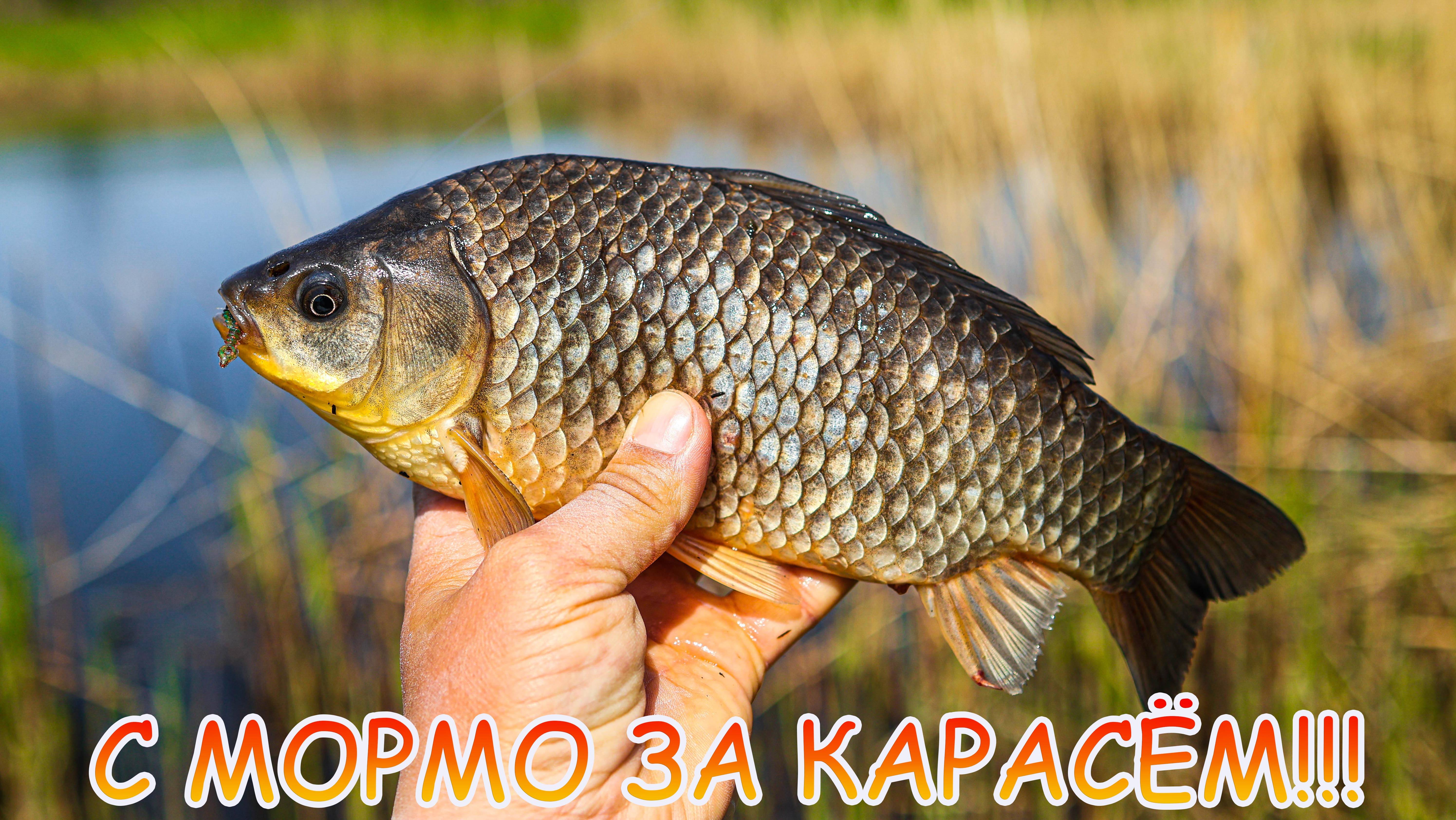 С МОРМО за КАРАСЁМ 💪 Как поймать карася? Какую приманку выбрать?