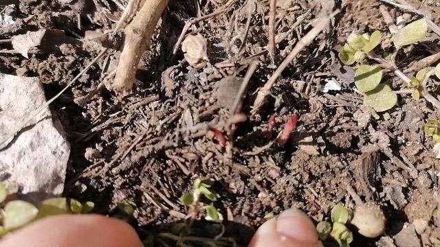 Что всходит на 23-25 марта в саду, и что купила, УРА ВЕСНА !