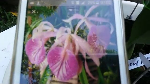 Anggrek ini  diminati kolektor - Cattleya Morning glory & Cattleya Port of Paradise