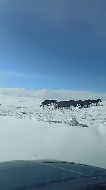 Дикие лошади в Кабардино-Балкарии #лошади #кони  #охота #горыкавказа