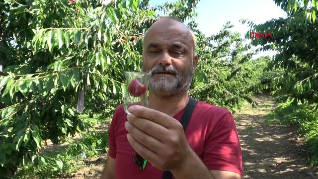 Çay bardağına sığmayan Lapseki'nin dev kirazları sofralara geliyor