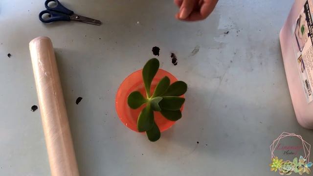 DECAPITÉ MI ECHEVERIA PÁLIDA para salvarla de la etiolación