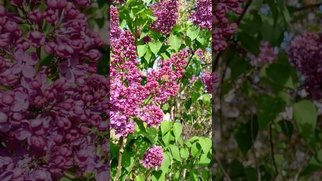 #пасхальныетрадиции 
Поездка в село с семьёй к родственникам супруга